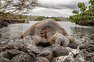 Green Sea Turtle Resting in Rocks