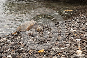 Green Sea Turtle Resting in Rocks on Beach