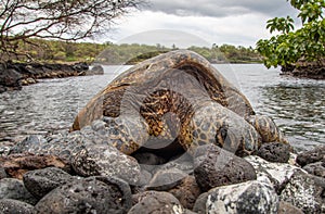 Green Sea Turtle Resting on a Rocky Beach