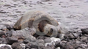 Green Sea Turtle Resting on Rocky Maui Beach