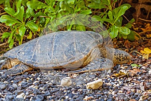 Green Sea Turtle Resting on a Rocky Maui Beach