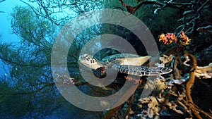 Green sea turtle resting in soft coral on reef wall