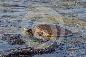 Green Sea Turtle on Rock in the Water