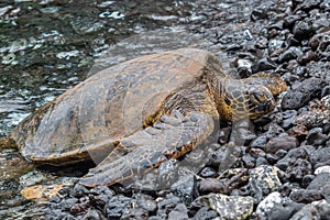 Green Sea Turtle on a Rocky Beach