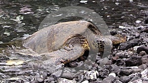 Green Sea Turtle on Rocky Maui Beach