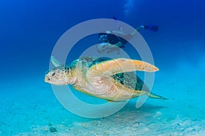 Green Sea Turtle and SCUBA diver