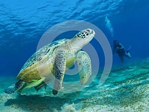 Green sea turtle in a sea grass meadow