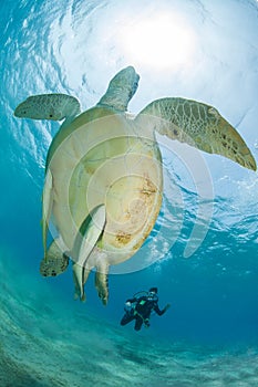 Green sea turtle in a sea grass meadow