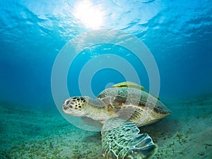 Green sea turtle in a sea grass meadow with a remora on its shell