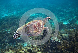 Green sea turtle in seaweed underwater. Tropical nature of exotic island.