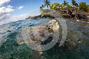 Green Sea turtle on a shallow reef