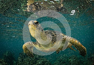 Green Sea turtle on a shallow reef