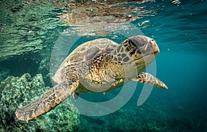 Green Sea turtle on a shallow reef