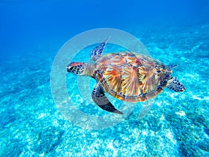Green sea turtle in shallow seawater. Big green sea turtle closeup. Marine species in wild nature.
