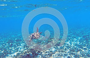 Green sea turtle in shallow seawater. Tropical nature of exotic island.