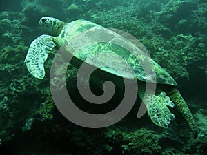 Green sea turtle sipadan coral reef