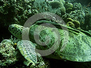 Green sea turtle sipadan coral reef