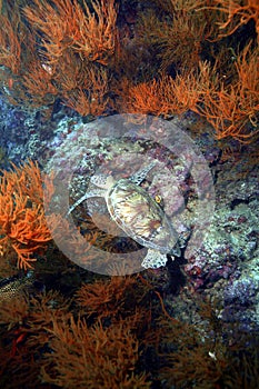 Green Sea Turtle, Sipadan Island, Sabah