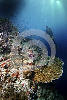 Green Sea Turtle, Sipadan Island, Sabah