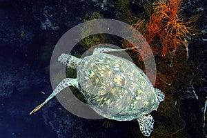 Green Sea Turtle, Sipadan Island, Sabah