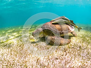 Green Sea Turtle with Sucker Fish on Shell - Akumal Beach, Yucatan, Mexico