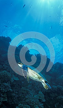 Green Sea Turtle Surfacing