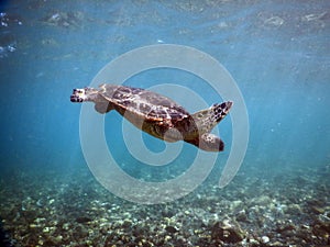 Green Sea Turtle Suspended in the blue