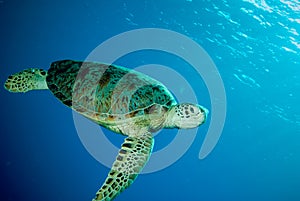 Green sea turtle swimming