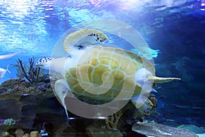Green Sea Turtle swimming
