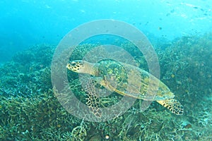 Green sea turtle swimming above above coral reef