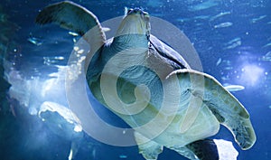 Green sea turtle swimming above a coral reef close up.