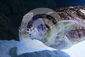 Green sea turtle swimming above a coral reef close up.