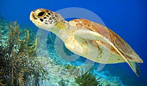 Green Sea Turtle