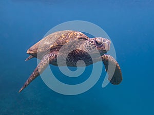 Green Sea Turtle Swimming in Blue Ocean