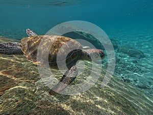 Green Sea Turtle Swimming in the carribean ocean of Curacao