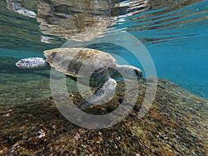 Green Sea Turtle Swimming in the carribean ocean of Curacao