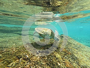 Green Sea Turtle Swimming in the carribean ocean of Curacao