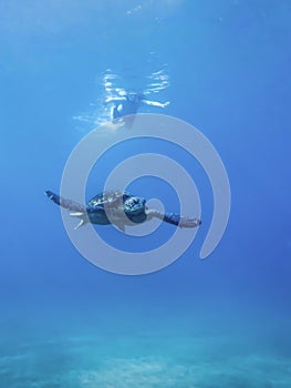 Green sea turtle swimming in clear ocean with snorkeler in distance