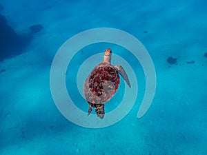 Green sea turtle swimming close to the surface.