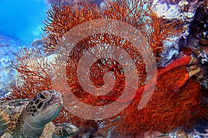 Green sea turtle swimming among colorful coral reef. Red Sea