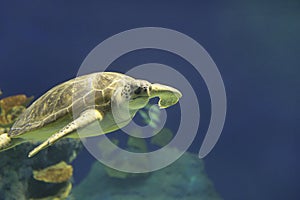 Green Sea Turtle swimming in Hawaii