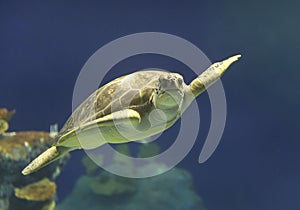 Green Sea Turtle swimming in Hawaii