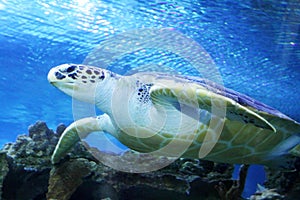 Green Sea Turtle swimming in ocean