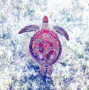 Green sea turtle swimming over seagrass.