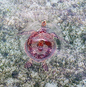 Green sea turtle swimming over seagrass.