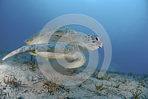 Green sea turtle swimming over seagrass bed. photo