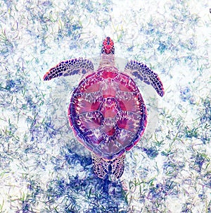 Green sea turtle swimming over seagrass. photo