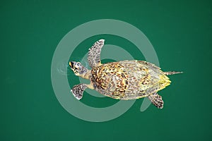 Green sea turtle swimming in Turtles Hole on Ouvea Island, Loyalty Islands, New Caledonia