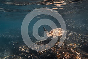 Green Sea Turtle Swimming Underwater in a Blue Ocean.Wildlife Concept.Copy Space