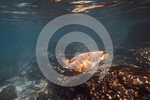 Green Sea Turtle Swimming Underwater in a Blue Ocean.Wildlife Concept.Copy Space